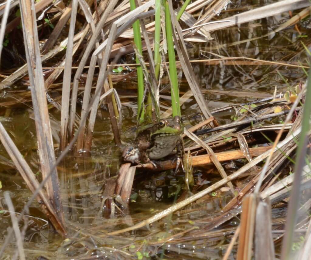 a green frog, big creek national wildlife area, long point, ontario 