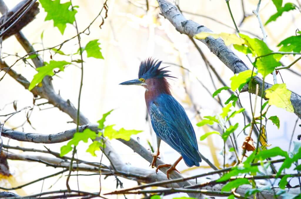 a green heron, cano negro wildlife refuge, costa rica