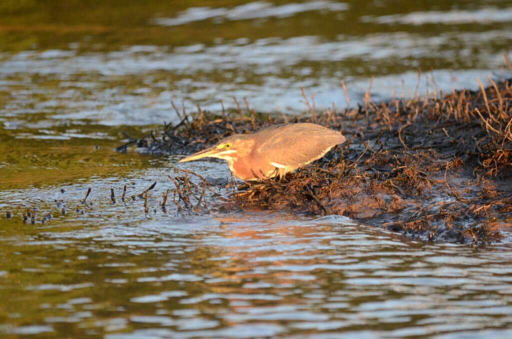 a green heron at sunset, cano negro wildlife refuge, costa rica