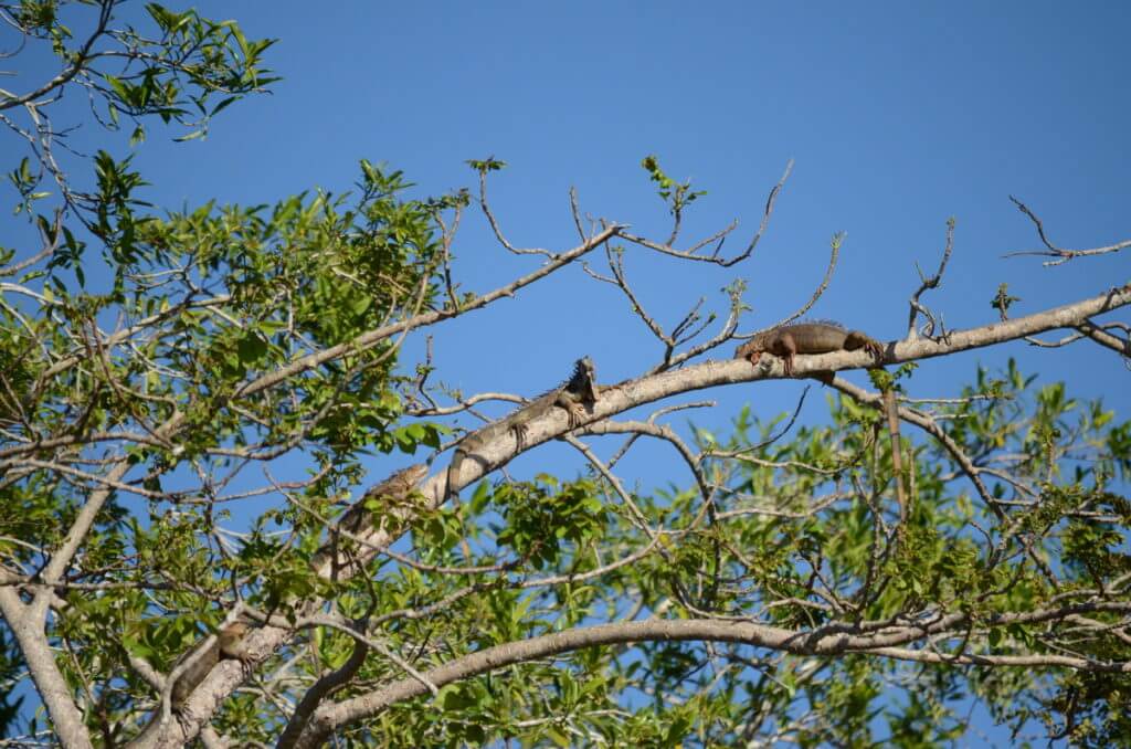 green iguanas in a tree, cano negro wildlife refuge, costa rica