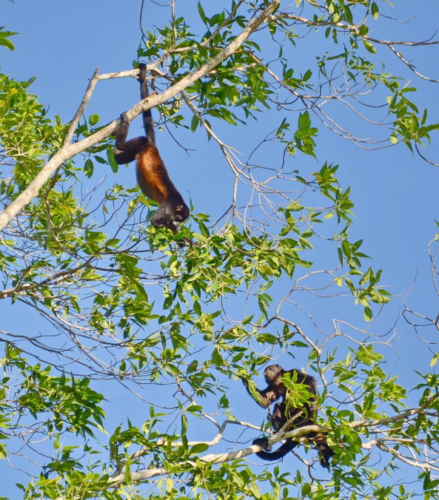 a family of howler monkeys in a tree, cano negro wildlife refuge, costa rica