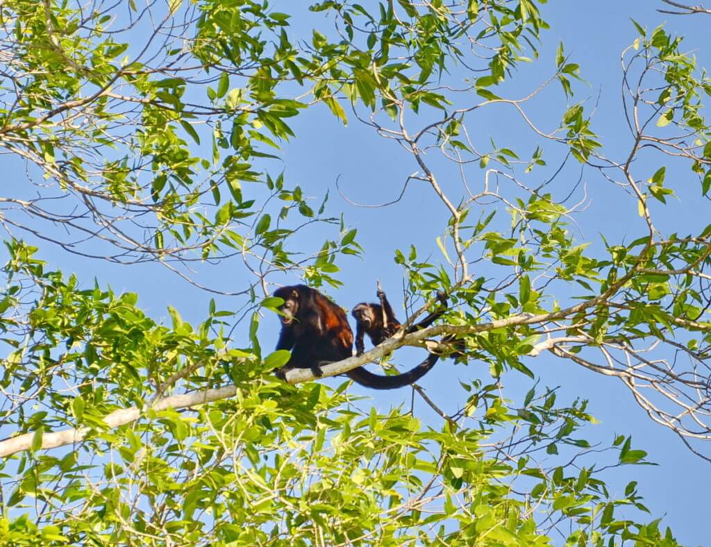 adult and baby howler monkey in a tree, cano negro wildlife refuge, costa rica