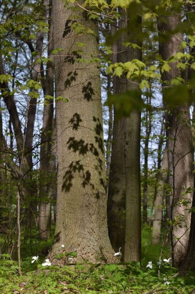 jackson-gunn old growth forest, long point, ontario
