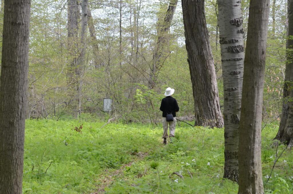 jean in jackson-gunn old growth forest, long point, ontario