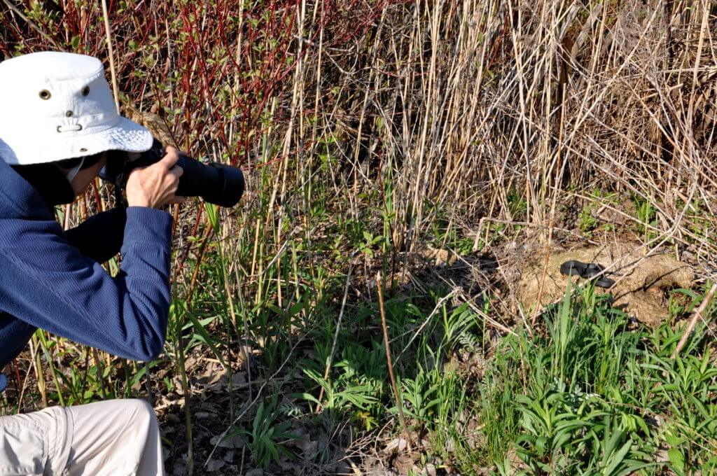 jean photographing an eastern gartersnake, crown marsh, long point, ontario