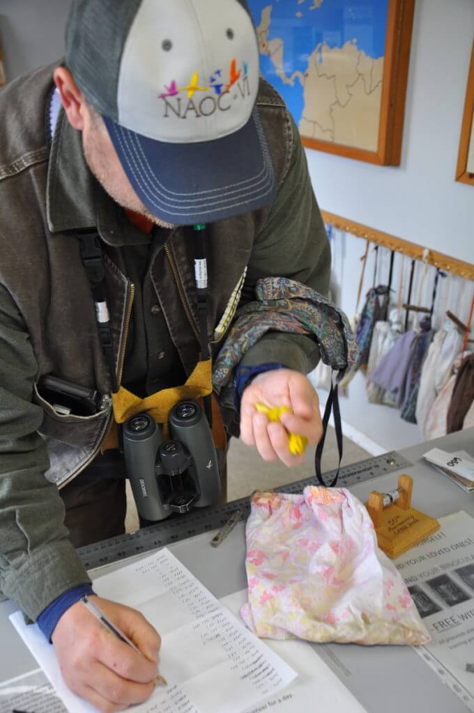 a bird being processed at the old cut research station, long point, ontario