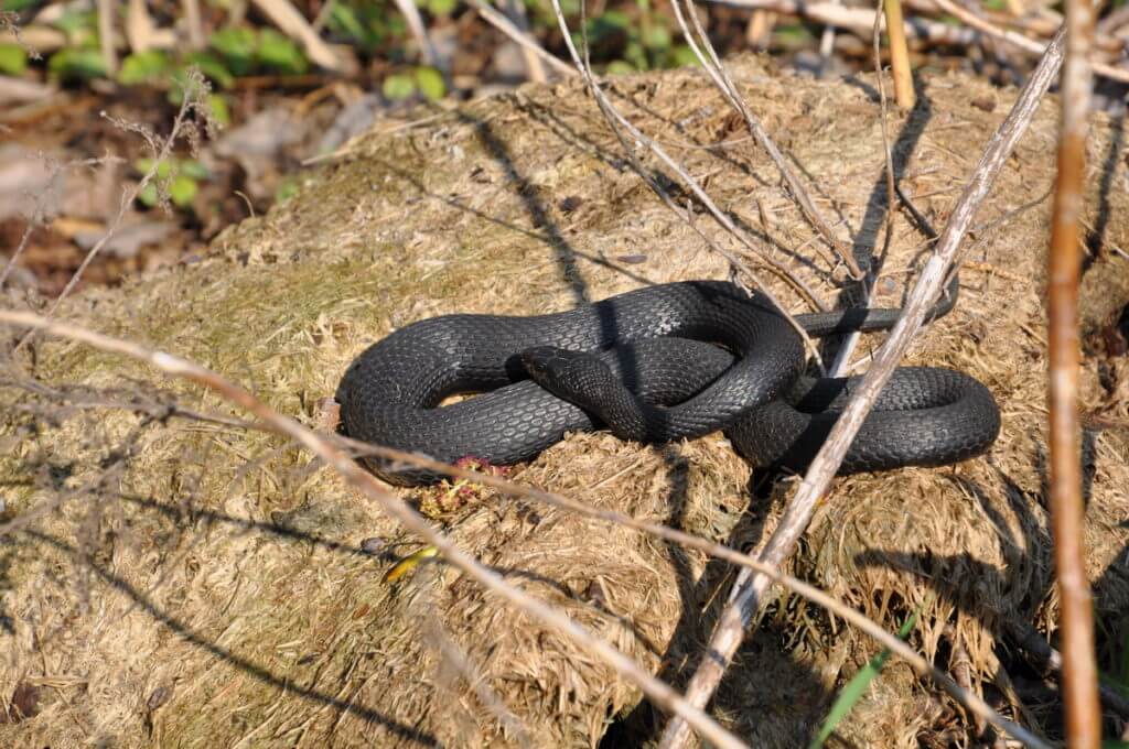 a melanistic eastern gartersnake, crown marsh, long point, ontario
