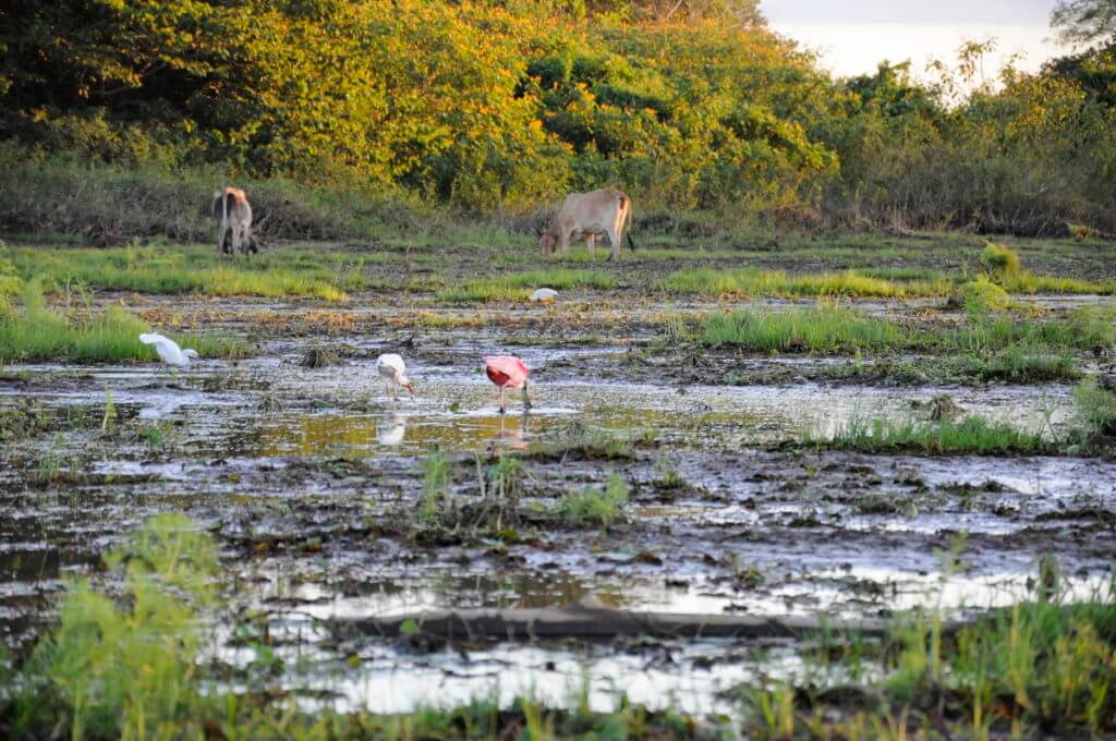 birds and animals on the mudflats, cano negro lake, cano negro wildlife refuge, costa rica