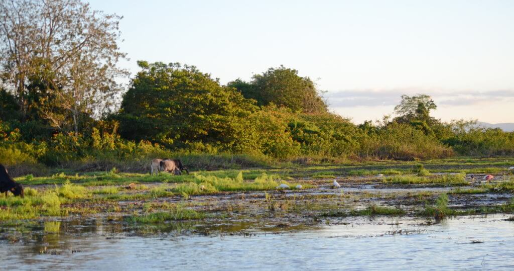 birds and animals on the mudflats, cano negro lake, cano negro wildlife refuge, costa rica