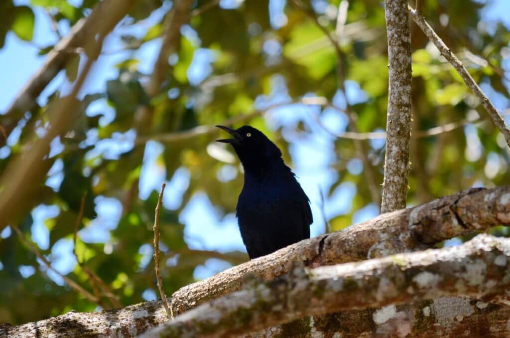 a nicraguan grackle, cano negro wildlife refuge, costa rica