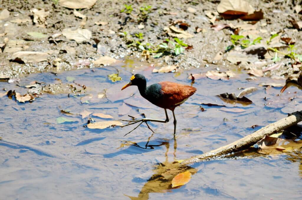 a northern jacana, cano negro wildlife refuge, costa rica