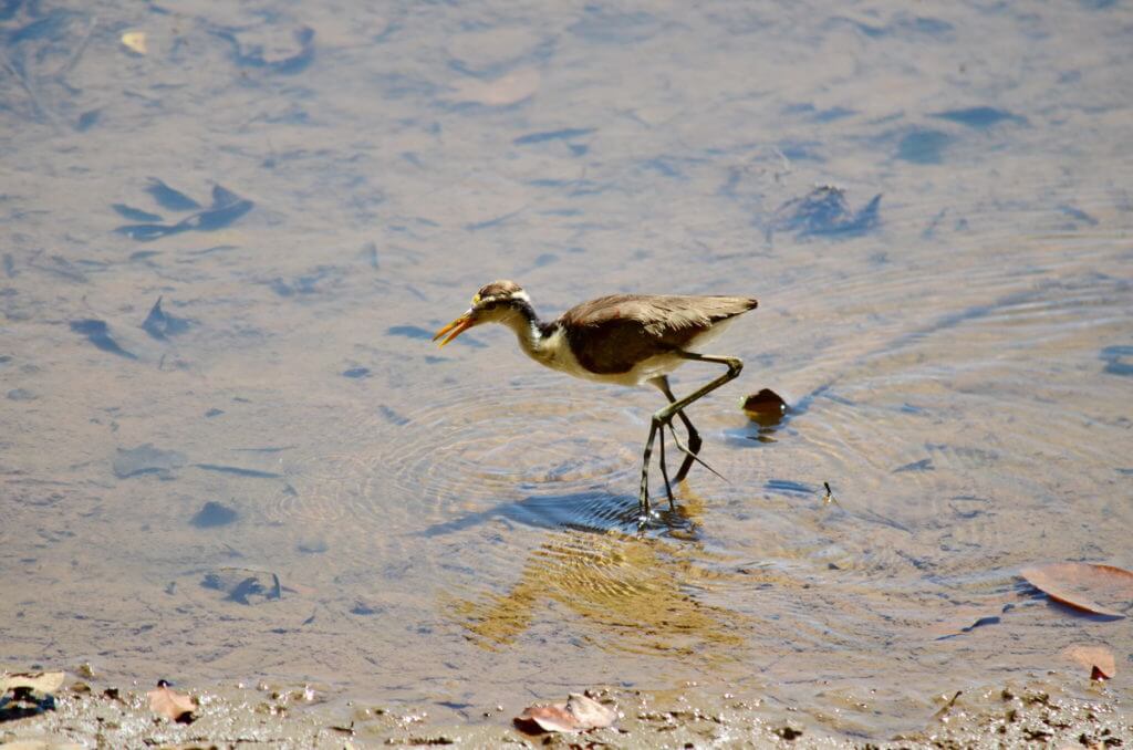 an immature northern jacana, cano negro wildlife preserve, costa rica