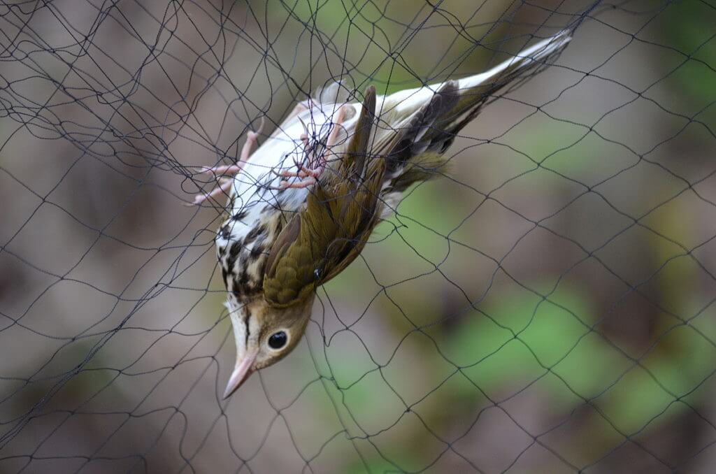 an ovenbird in a mist net, the old cut, long point, ontario