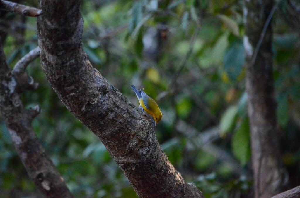 a prothonotary warbler, cano negro wildlife refuge, costa rica