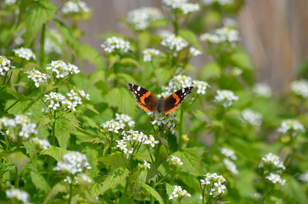 a red admiral butterfly, big creek national wildlife area, long point, ontario 