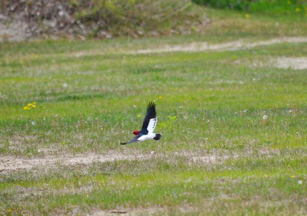 a red-headed woodpecker, the new long point provincial park, long point, ontario