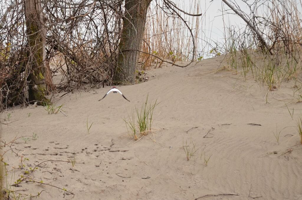 a red-headed woodpecker, the new long point provincial park, long point, ontario