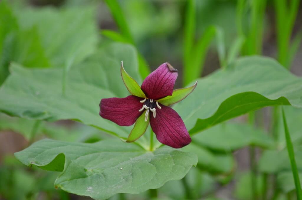red trillium, jackson-gunn old growth forest, long point, ontario