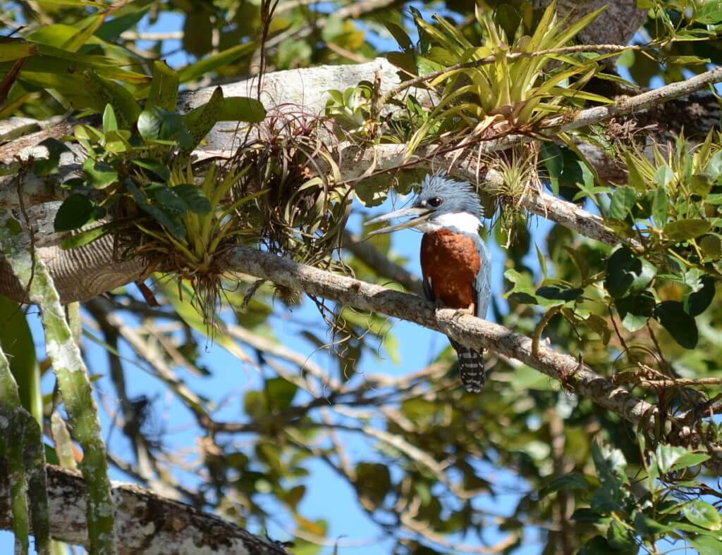 a ringed kingfisher, cano negro wildlife refuge, costa rica