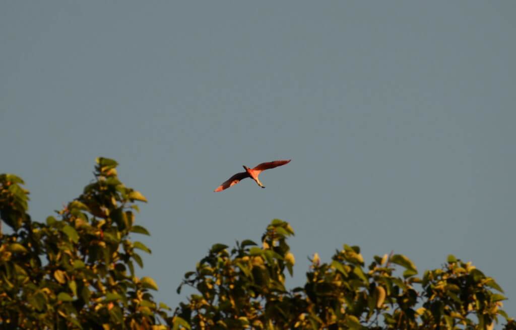 a roseate spoonbill in flight, cano negro wildlife refuge, costa rica 