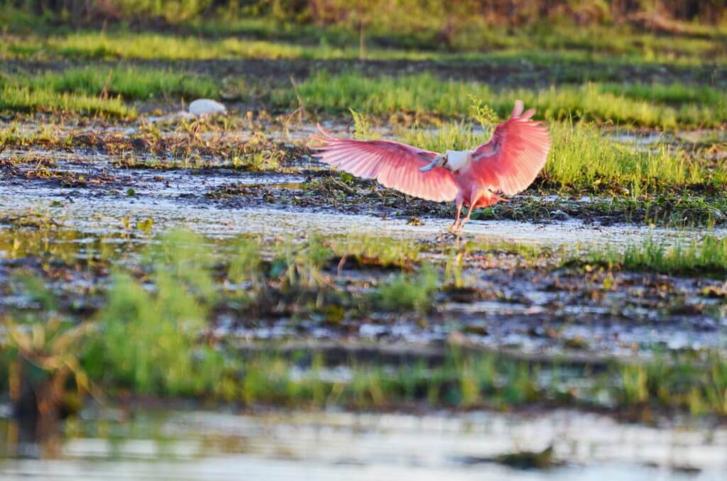 a roseate spoonbill landing, cano negro wildlife refuge, costa rica 