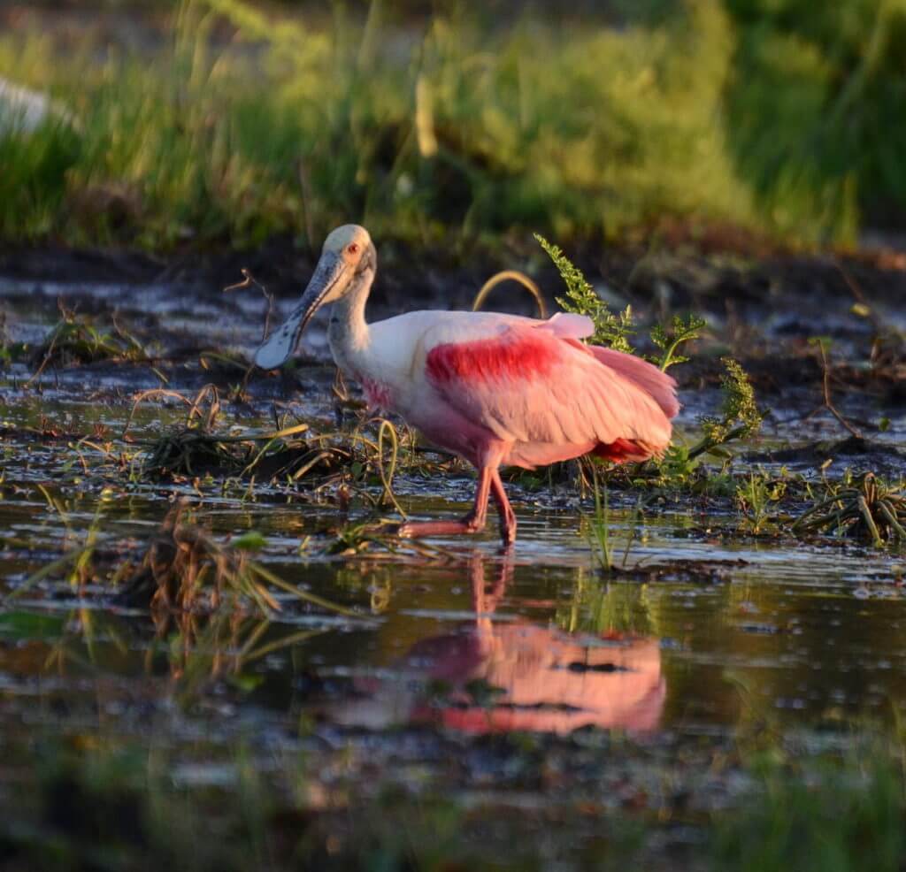 a roseate spoonbill on the mudflats, cano negro wildlife refuge, costa rica 