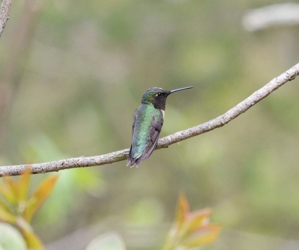 a perched ruby-throated hummingbird, the old cut, long point, ontario