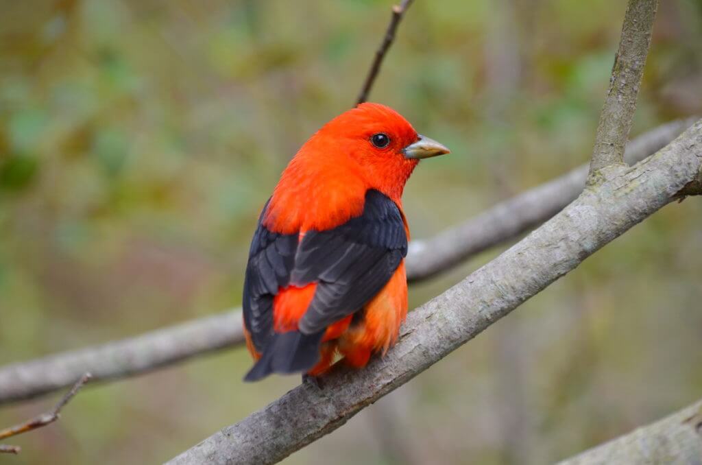 scarlet tanager, the old cut, long point, ontario