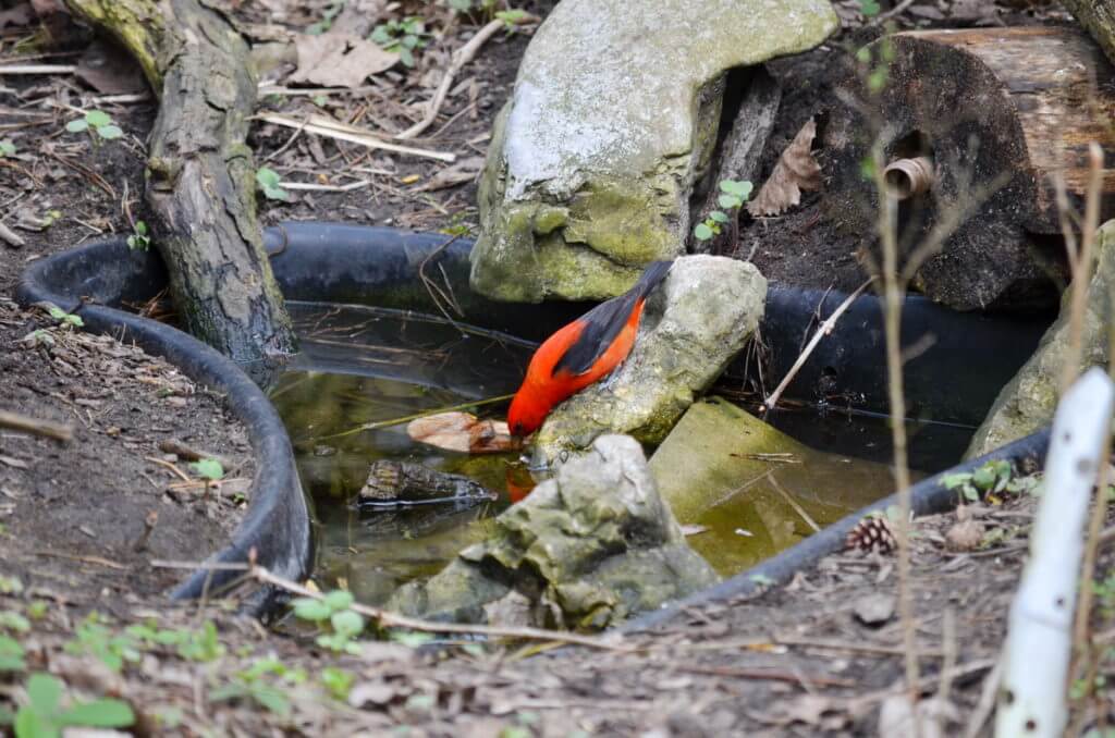a scarlet tanager, the old cut, long point, ontario