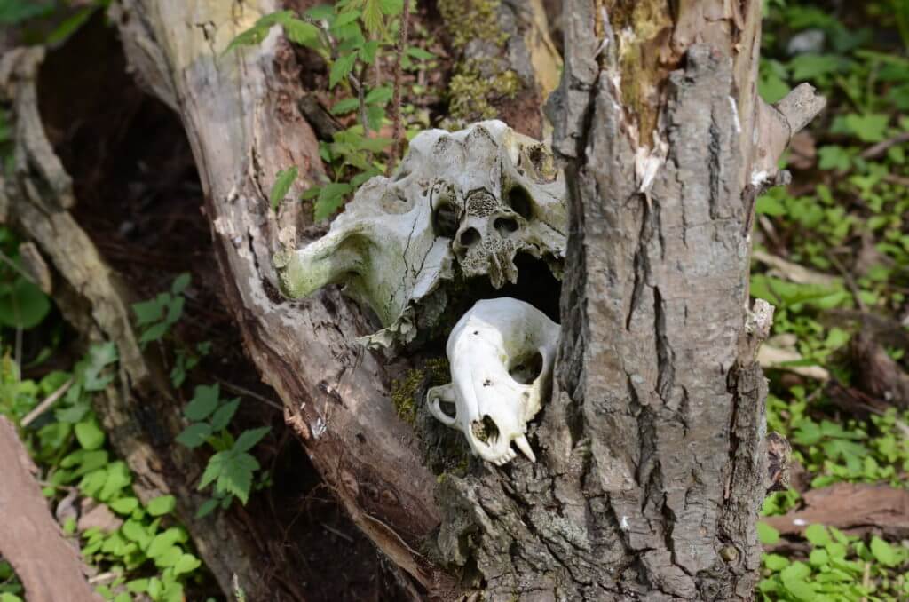 arrangement of animal skulls, Bird Studies Canada Headquarters, port rowan, ontario