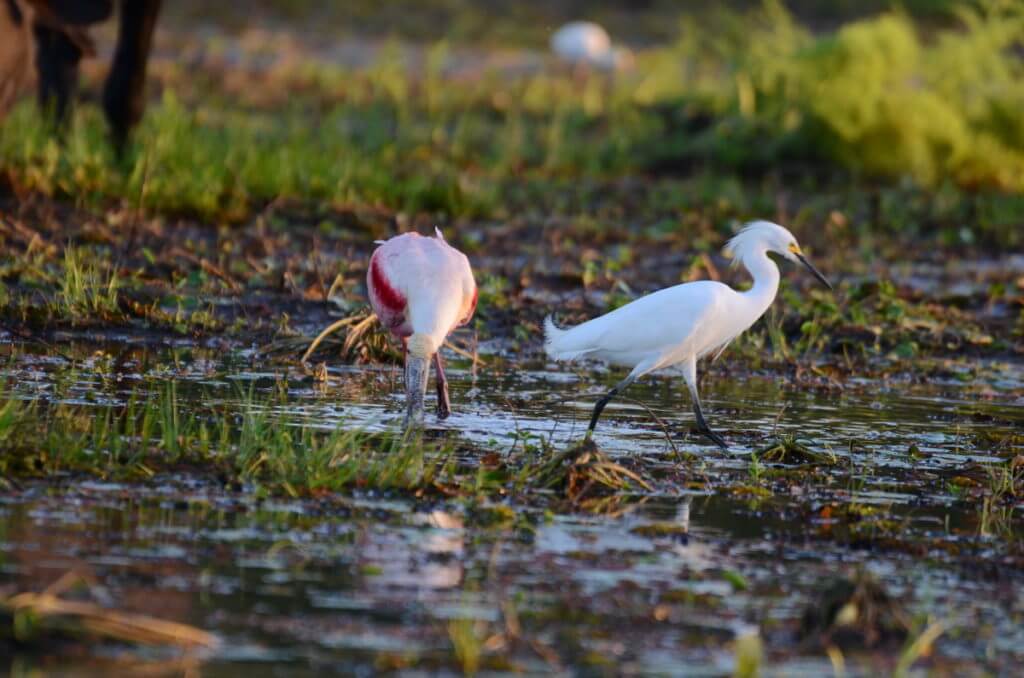 a roseate spoonbill and snowy egret on the mudflats, cano negro wildlife refuge, costa rica 