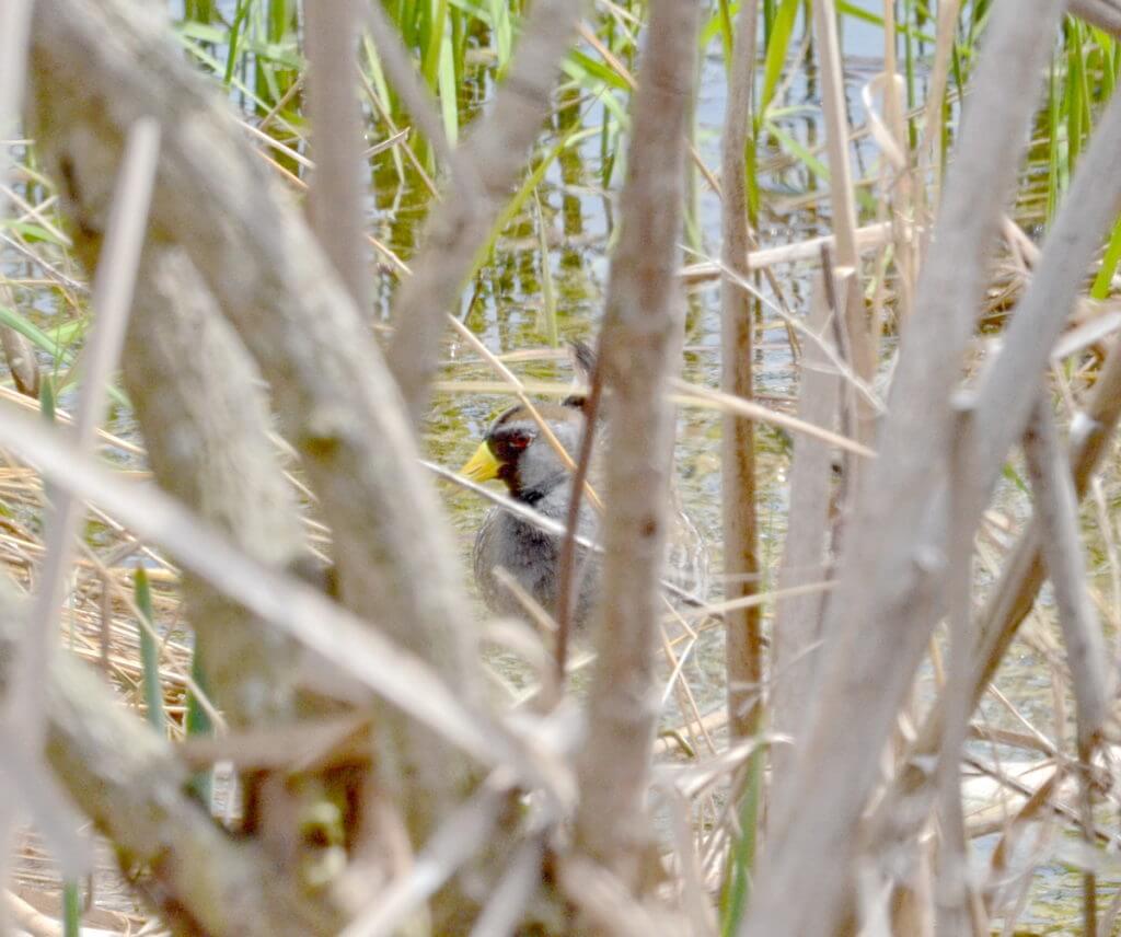 a sora, big creek national wildlife area, long point, ontario 
