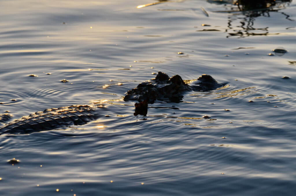 silhouette of spectacled caiman, cano negro wildlife refuge, costa rica 