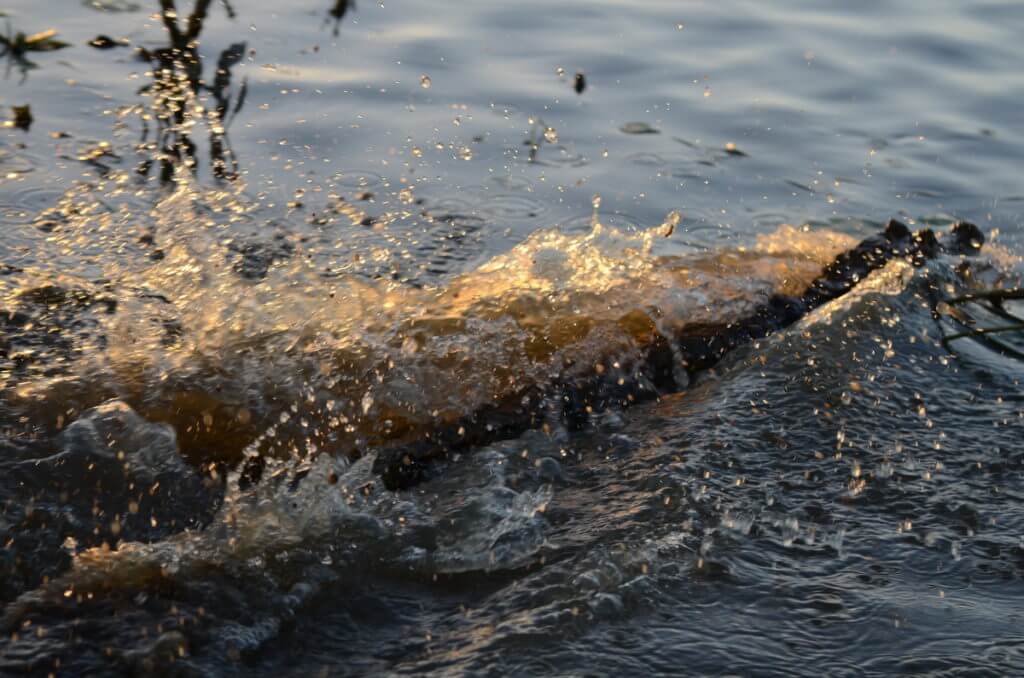 a spectacled caiman makes a big splash, cano negro wildlife refuge, costa rica 
