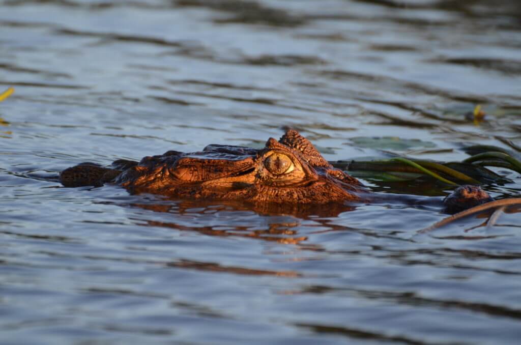 a spectacled caiman, cano negro lake, cano negro wildlife refuge, costa rica