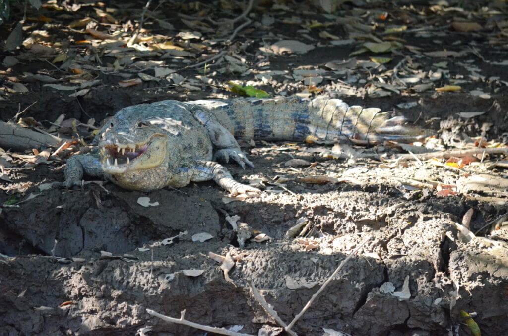 a spectacled caiman, cano negro wildlife refuge, costa rica