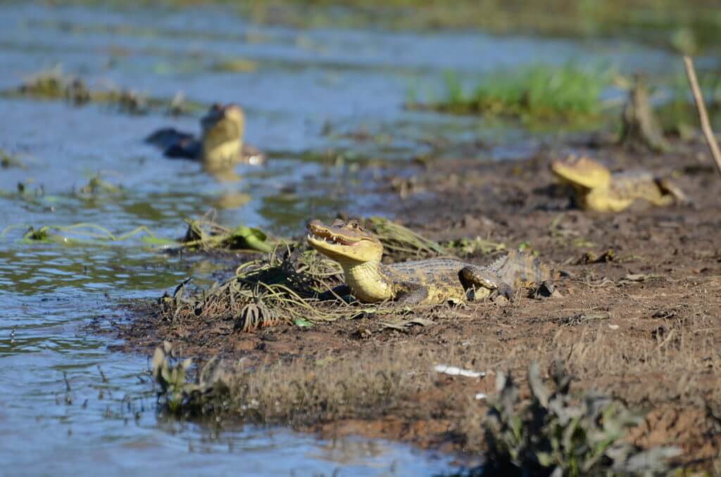 spectacled caimans, cano negro wildlife refuge, costa rica