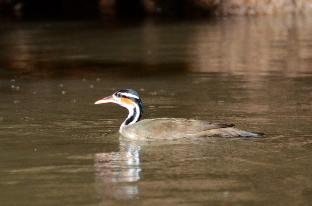 a female sungrebe, cano negro wildlife refuge, costa rica