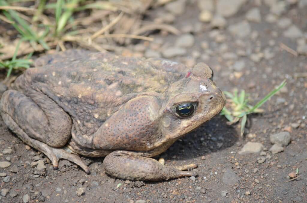 large brown toad, costa rica