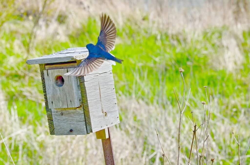 a tree swallow at a nestbox, Bird Studies Canada Headquarters, port rowan, ontario