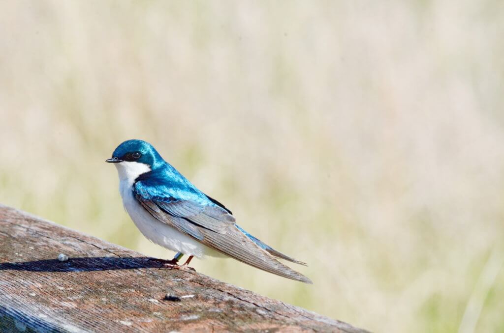 a tree swallow, Bird Studies Canada Headquarters, port rowan, ontario