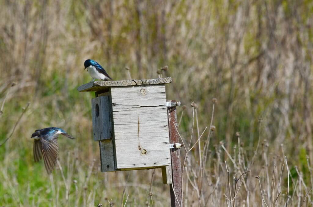 tree swallows at a nestbox, Bird Studies Canada Headquarters, port rowan, ontario