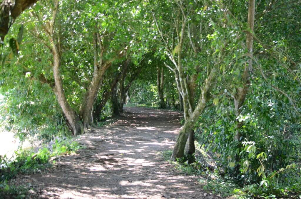an arched pathway, cano negro village, costa rica 