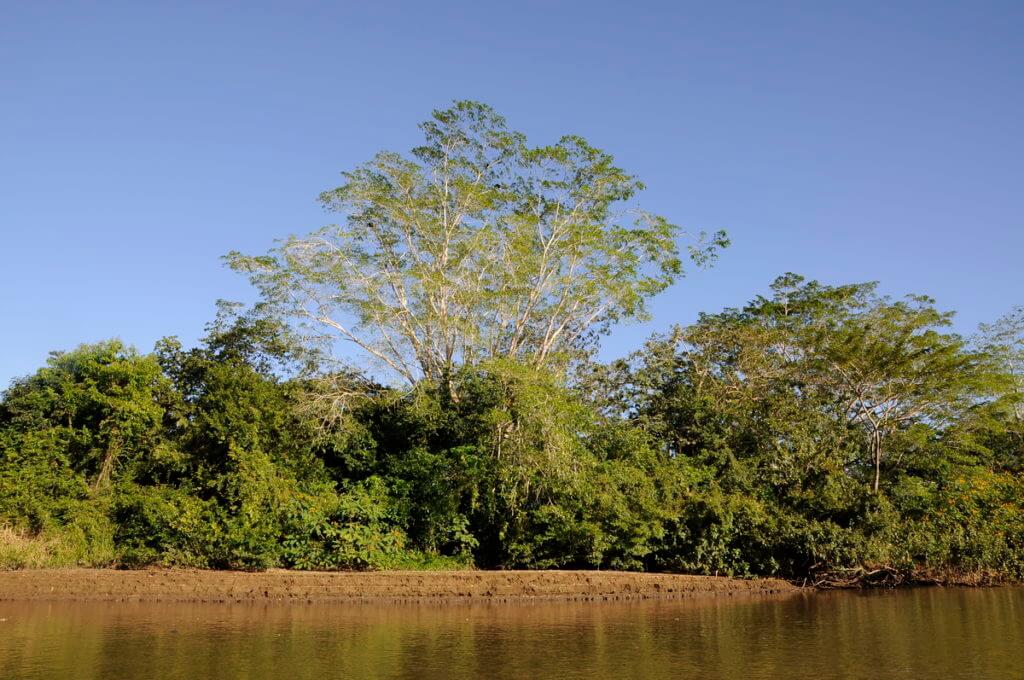 trees along river frio, cano negro wildlife refuge, costa rica