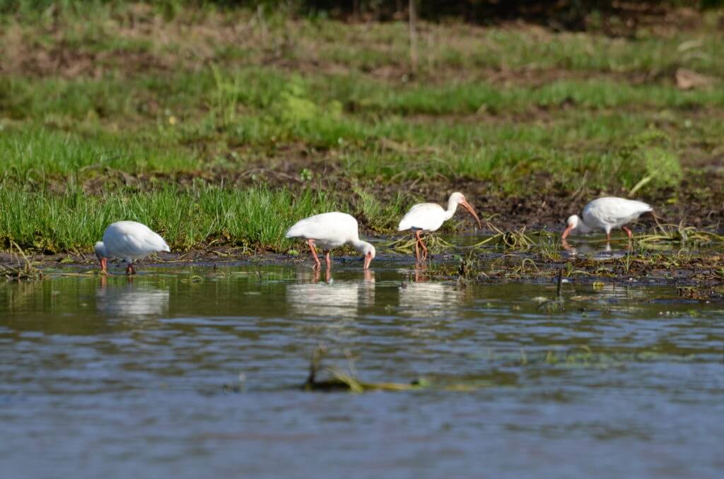 white ibises, cano negro wildlife refuge, costa rica