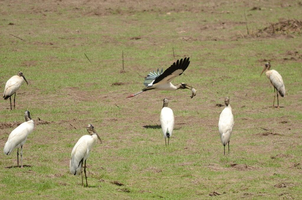 wood stork with fish, near cano negro, costa rica