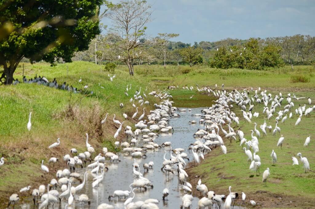 egrets and storks at roadside, cano negro, costa rica