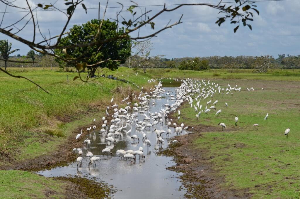 egrets and storks at a waterhole, near cano negro, costa rica