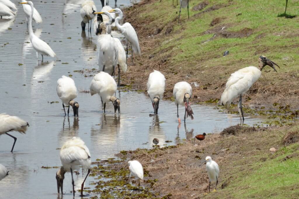 wood storks and great egrets, near cano negro, costa rica