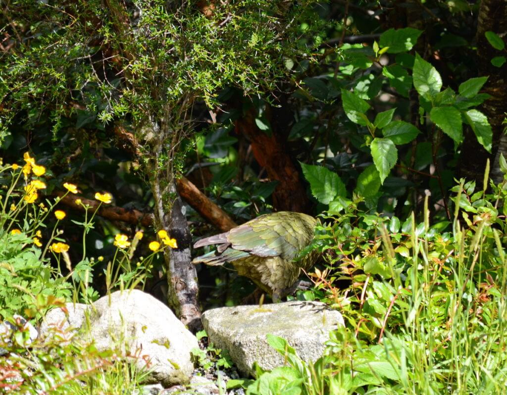 a kea enters the forest, fiordland national park, south island, new zealand